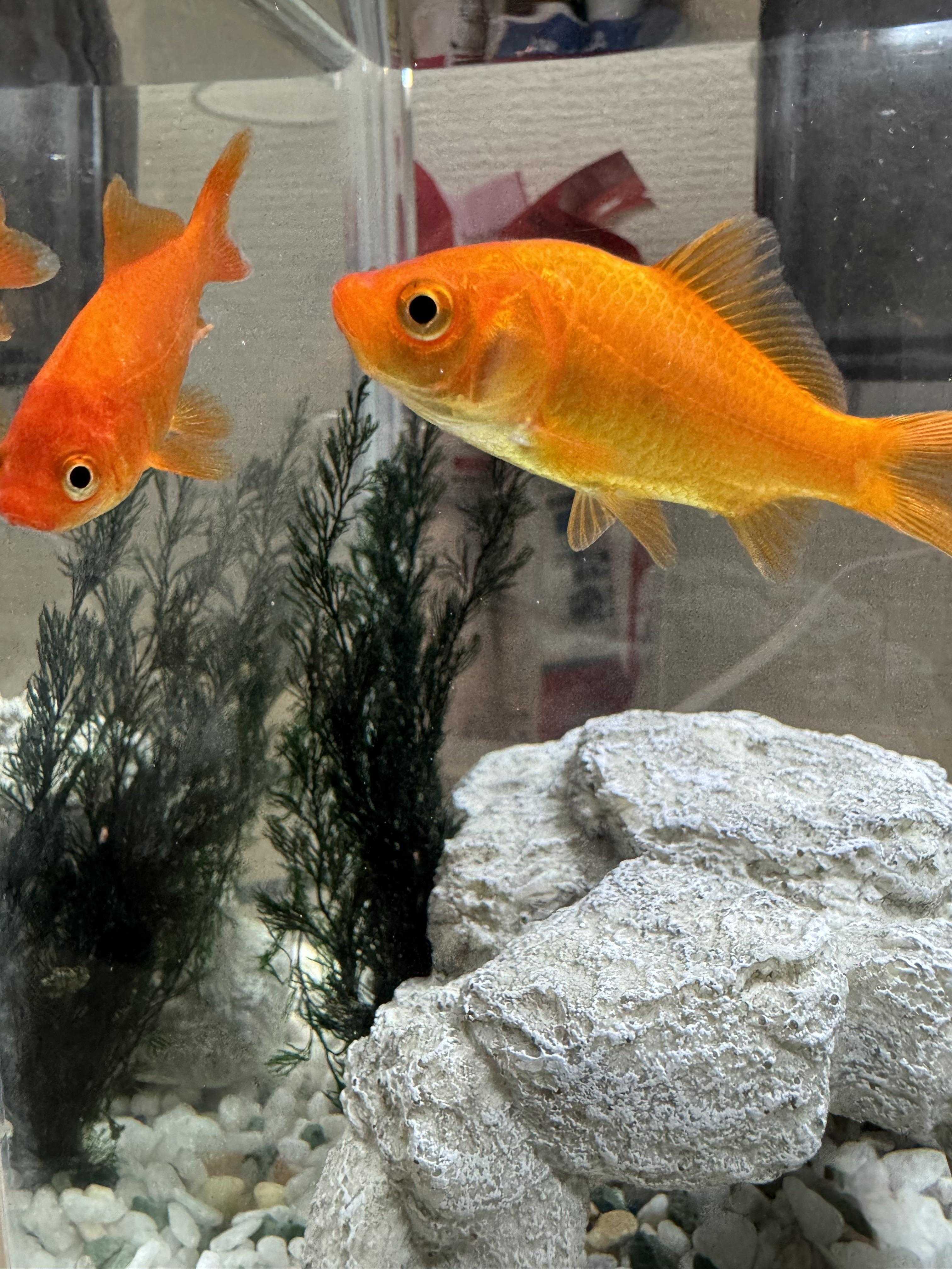 ⛩️ 기시와다 덴진구 신사(기시와다 텐진구) 이미지 6